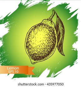 Vector sketch background fruit.
Citrus