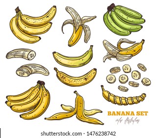 Vector sketch bananas various set. Bunches of fruit, half peeled, open and cut banana. Hand drawn colorful outline illustration