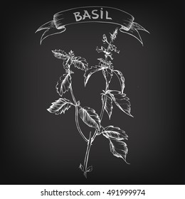 Vector sketch of basil on blackboard for design