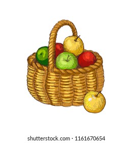 Vector sketch of basket with the apples. Colorful vector hand drawn illustration. Autumn and harvest.