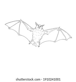 Vector Sketch Bat . Front View Illustration.