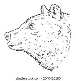 Vector Sketch Bears Head Hand Drawn Illustration