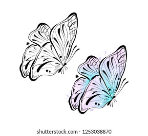 Vector sketch of a beautiful butterfly insect
