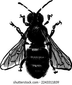 the vector sketch of the bee