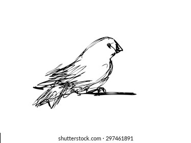 Vector Sketch Of Bird