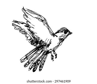 Vector Sketch Of Bird