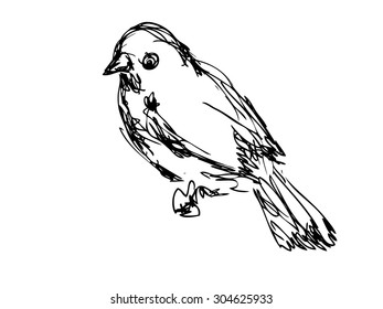 Vector Sketch Of A Bird