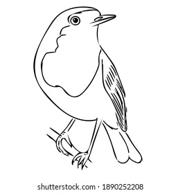 Vector sketch of a bird robin (Erithacus rubecula) for cute designs, greeting cards and birdwatching books and magazines.