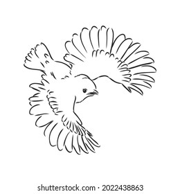 Vector sketch of bird sparrow vector illustration