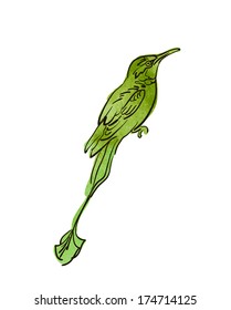 Vector sketch of bird, watercolor
