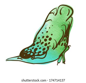 Vector sketch of bird, watercolor