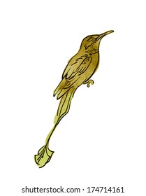 Vector sketch of bird, watercolor