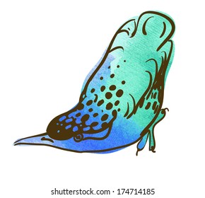 Vector sketch of bird, watercolor