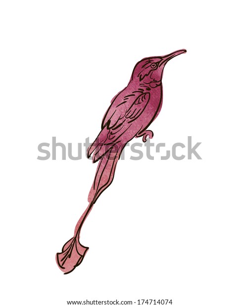 Vector sketch of bird,\
watercolor