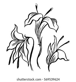 Vector sketch  black contour of lily flowers isolated on a white background.
