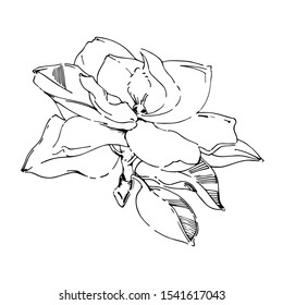 Vector sketch of black hand-painted magnolia flower