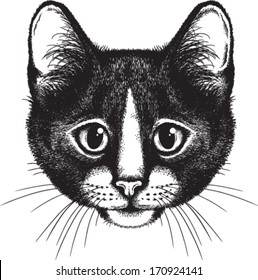 Vector sketch of a black and white cat's face, front view