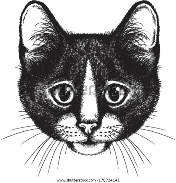 Dessin Vectoriel Du Visage D Un Chat Image Vectorielle De Stock Libre De Droits