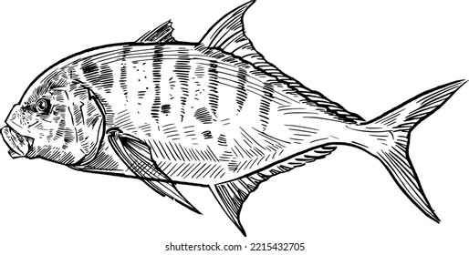 vector sketch black and white fish