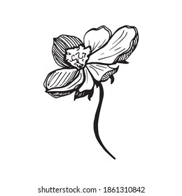 Vector sketch black and white flower. Hand drawn graphic flower on white background. 
