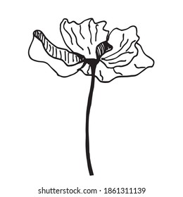 Esbozo vectorial flor blanca y negra. Flor gráfica dibujada a mano sobre fondo blanco. 