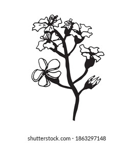 Vektorgrafik Schwarz-Weiß-Blume. Handgezeichnete grafische Blume auf weißem Hintergrund. 