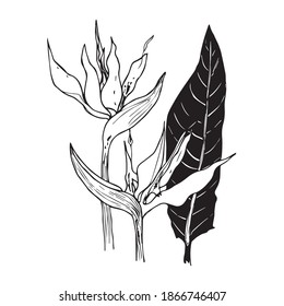 Esbozo vectorial flor blanca y negra. Flor gráfica dibujada a mano sobre fondo blanco. 