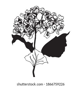 Vector sketch black and white flower. Hand drawn graphic flower on white background. 
