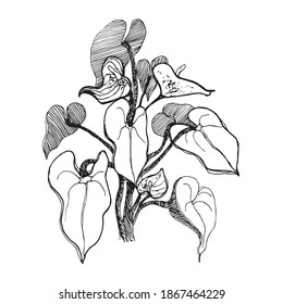 Vector sketch black and white flower. Hand drawn graphic flower on white background. 