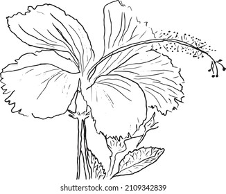 Vector sketch black and white flower. Hand drawn graphic flower on white background.