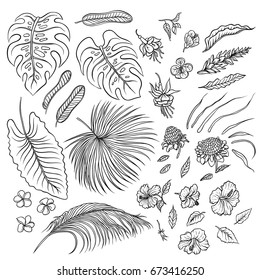 Vector sketch black and white set of isolated elements. The leaves of tropical plants and exotic flowers buds. Graphic outline drawing collection herb and vegetation monsoon rainforest