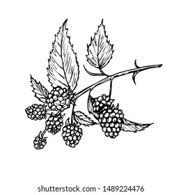 Vector sketch of a blackberry twig.