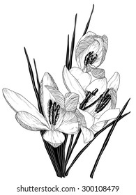 Vector sketch of blooming crocus flowers