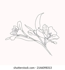 Vector sketch of blooming flowers. Isolated on white background. Printable minimalist print. Detailed hand drawn vector illustration.