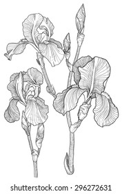 Vector Sketch of bouquet of blooming irises