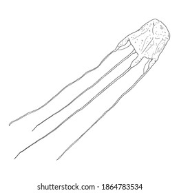 Vector Sketch Box Jellyfish on White Background