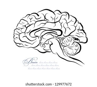 Vector sketch of brain of the human in lengthwise incision.
