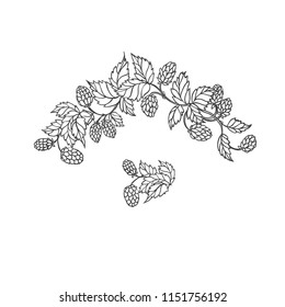 Vector sketch branch of hops. Symbol brewing and main component in preparation beer. Isolated black white outline illustration.