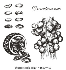 Vector sketch of the Brazil nut  isolated on a white background. Line silhouette handmade of nut