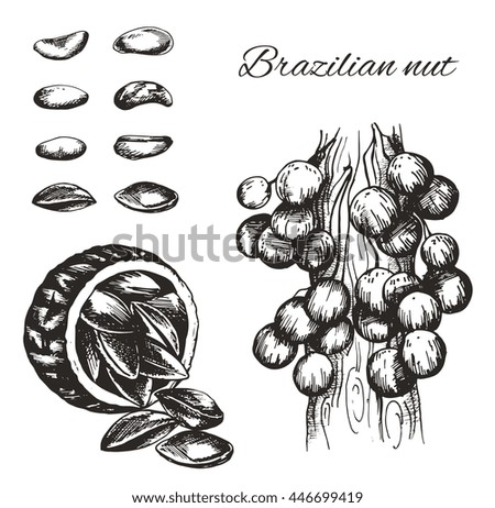 Vector sketch of the Brazil nut  isolated on a white background. Line silhouette handmade of nut