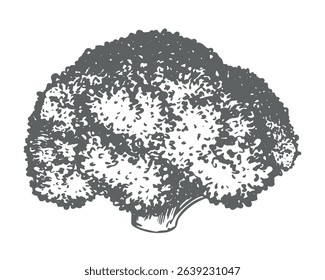 Vector sketch of broccoli. Hand drawn ink drawing of cabbage, imitation of old engraving technique. Black and white drawing of healthy farm vegetable on white background.