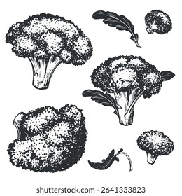 Vector sketch of broccoli. Hand drawn set of cabbage, imitation of old engraving technique. Black and white drawing of cauliflower on white background.