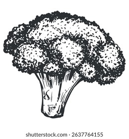 Vector sketch of broccoli. Hand-drawn ink illustration of cabbage, imitation of old engraving technique. Black and white drawing of cauliflower on a white background.