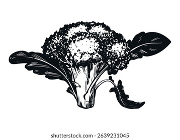 Vector sketch of broccoli. Hand-drawn ink drawing of cabbage, imitation of old engraving technique. Black and white drawing of cauliflower head with leaves on white background.