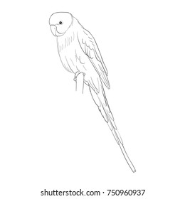 vector sketch of budgerigar, parrot isolated at white background