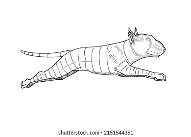 Vector sketch of a bull terrier in a jump. Hand-drawn drawing isolated on white background. Funny bull terrier runs fast.