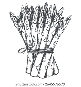 Vector sketch of bunch of asparagus shoots. Green sprouts are tied with rope. Linear ink drawing of healthy vegetable. Black and white linear Sparrowgrass illustration in engraving technique.