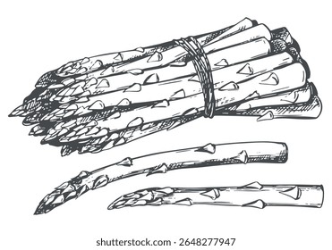 Vector sketch of a bunch of asparagus shoots. Green sprouts are tied with a rope and lie on the table. Linear ink drawing of healthy vegetable. Black and white linear illustration engraving technique.