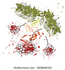Vector sketch with bunches of rowan on a wood texture background. Use for banners, packaging, web design, advertisements, napkins, fabrics.
