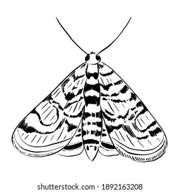Mariposa de dibujo vectorial, polilla. Ilustración dibujada a mano. Fondo blanco y negro. Vuelo nocturno.